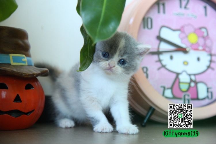 แมวหิมาลายันบริติชแท้ รูปที่ 15