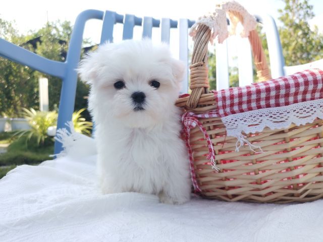 มอลทีส (Maltese) เพศผู้ รูปที่ 5