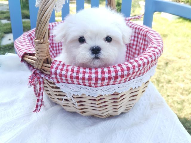 มอลทีส (Maltese) เพศผู้ รูปที่ 2