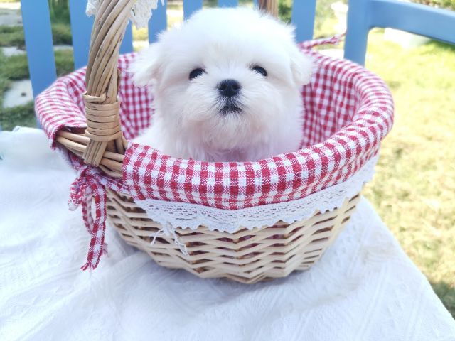 มอลทีส (Maltese) เพศผู้ รูปที่ 3