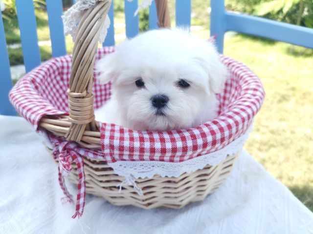 มอลทีส (Maltese) เพศผู้