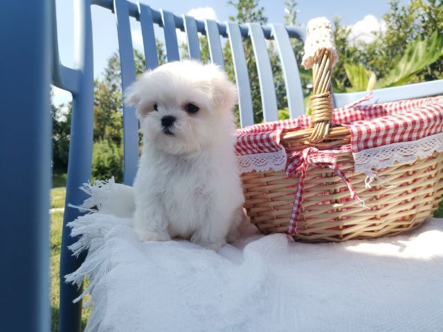 มอลทีส (Maltese) เพศผู้ รูปที่ 4