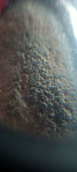 ปู่ทวดเนื้อว่านสวยๆ รูปที่ 7