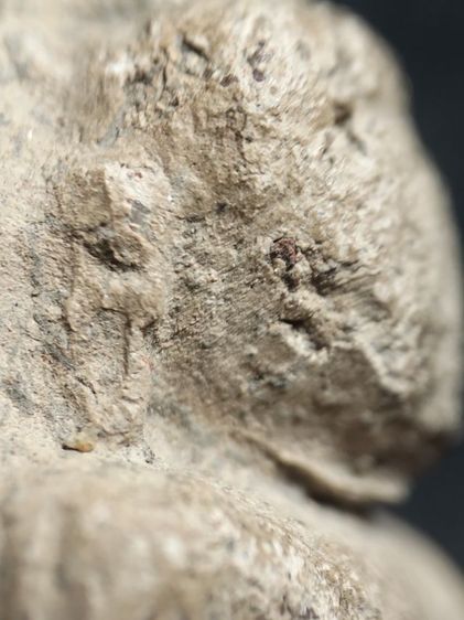 ❌ปิดครับ❌หลวงพ่อโตบางกระทิงอยุธยาครับ รูปที่ 10