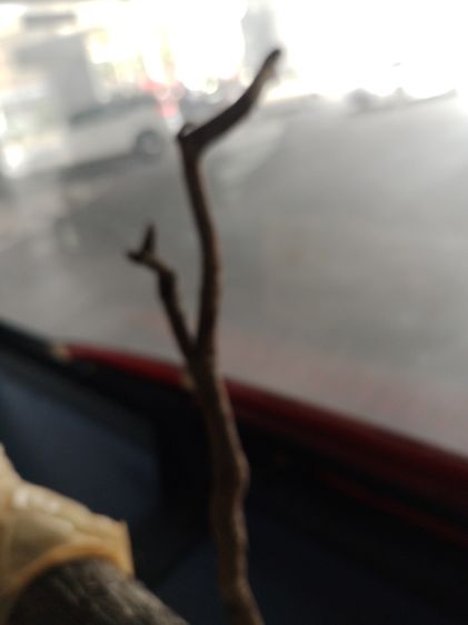 รากมะยม ทิศตะวันออก รูปที่ 2