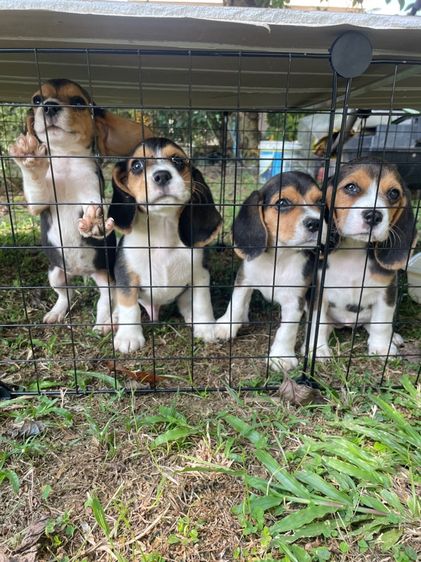 ลูกสุนัขบีเกิล