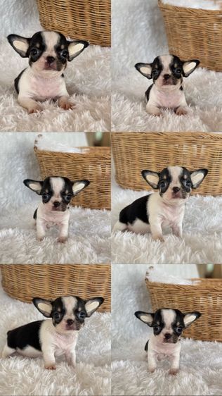 ชิวาวา (Chihuahua) เล็ก ลูกสุนัขชิวาวาขนสั้น