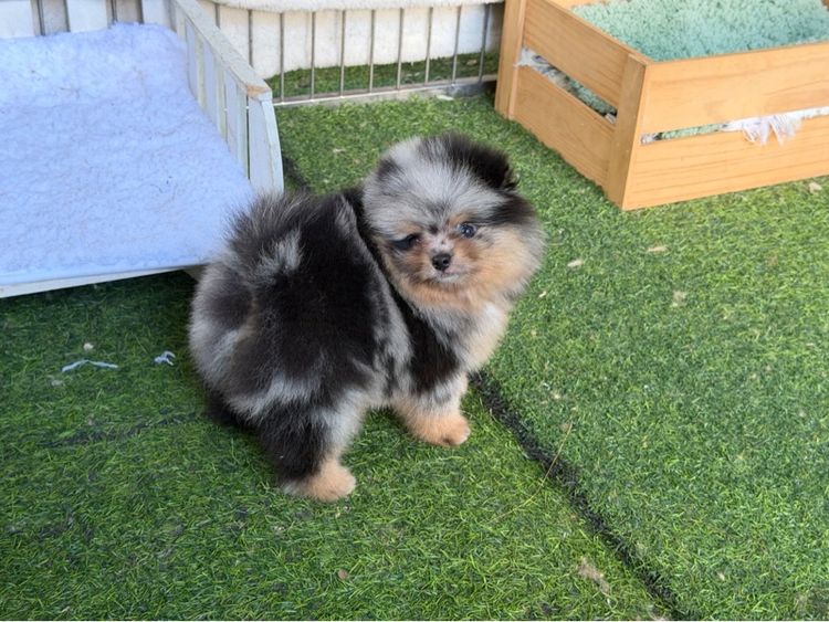 ปอมเมอเรเนียน ลายหินอ่อน รูปที่ 4