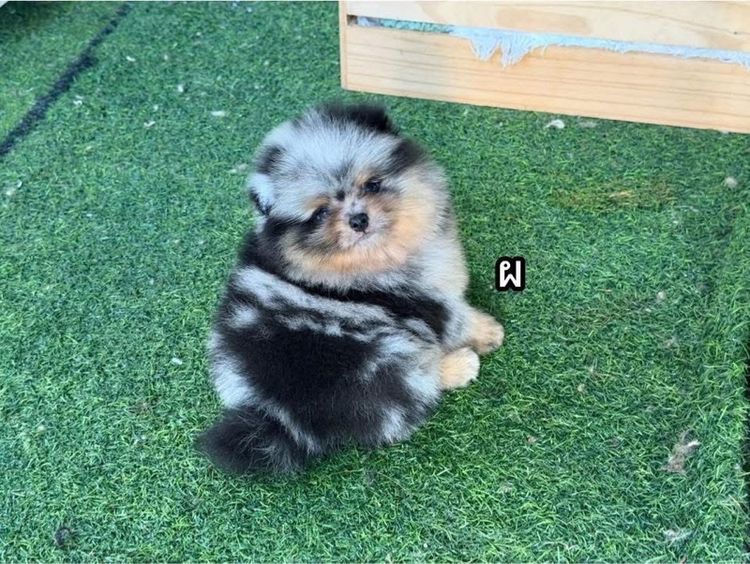 ปอมเมอเรเนียน ลายหินอ่อน