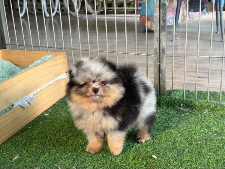 ปอมเมอเรเนียน ลายหินอ่อน รูปที่ 3