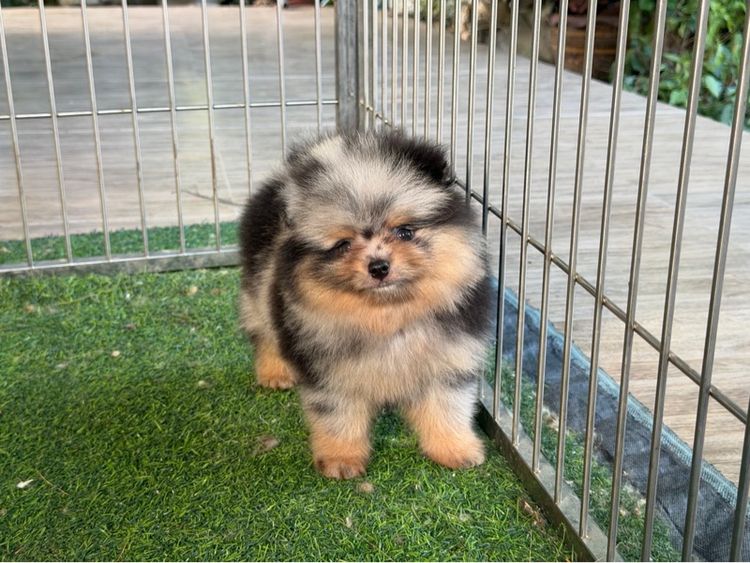 ปอมเมอเรเนียน ลายหินอ่อน รูปที่ 2