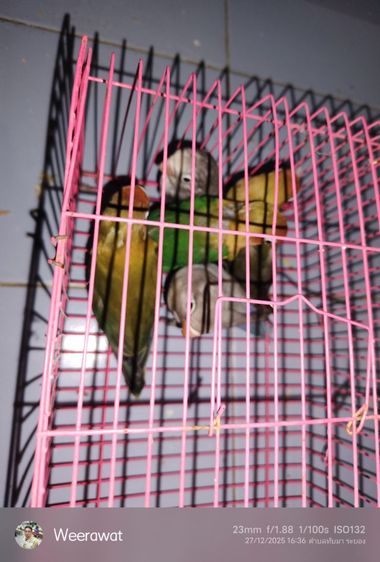  ขายแล้ว รูปที่ 4