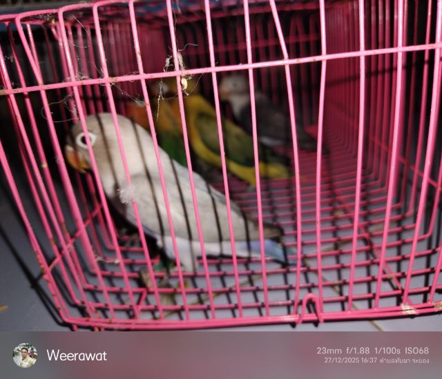  ขายแล้ว รูปที่ 2