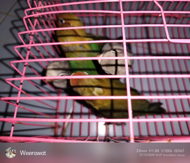  ขายแล้ว รูปที่ 3