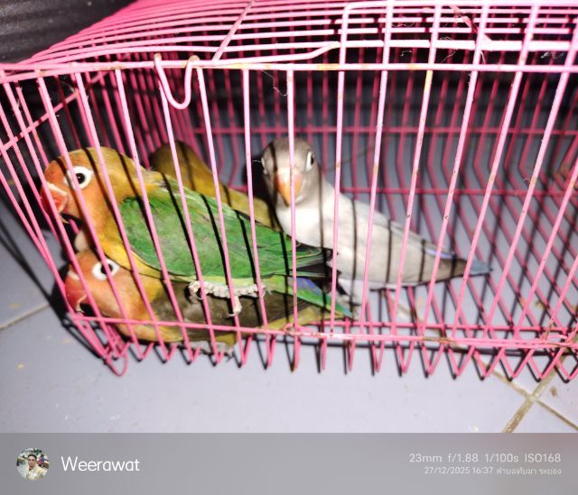  ขายแล้ว รูปที่ 5