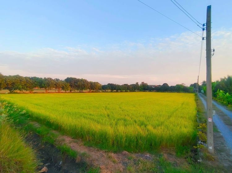 ที่ดิน 2-2-46 ไร่ ติดถนนใหญ่ อบต หนองเพรางาย ไทรน้อย นนทบุรี ถนนกว้าง 10 เมตร เหมาะสร้างโกดังสินค้า โรงงาน อู่รถยนต์ ศูนย์กระจายสินค้า รูปที่ 3