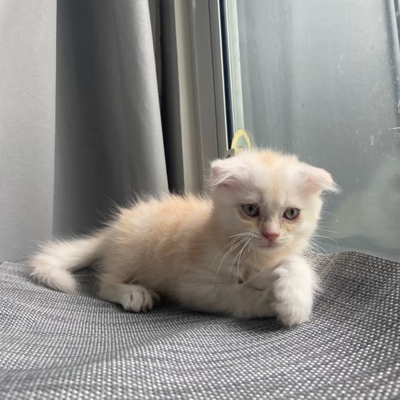 สกอตติส
