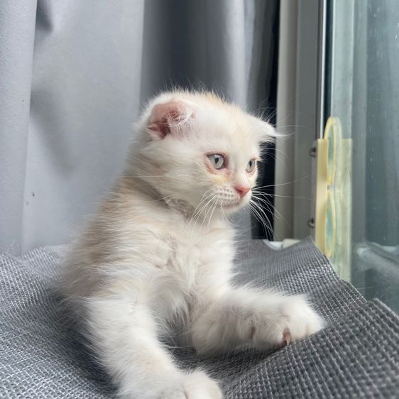 สกอตติส รูปที่ 3