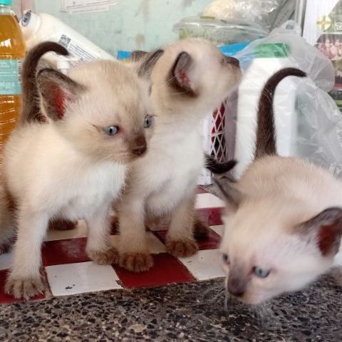 แมววิเชียรมาศ รูปที่ 2