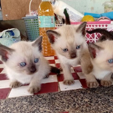 แมววิเชียรมาศ รูปที่ 3