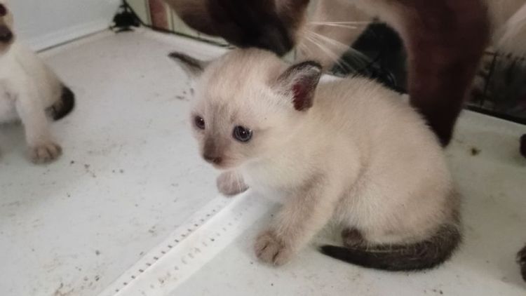 แมววิเชียรมาศ รูปที่ 6