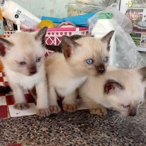 วิเชียรมาศ (Siamese Cat) แมววิเชียรมาศ