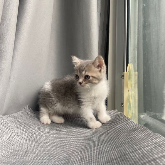 สกอตติส รูปที่ 8