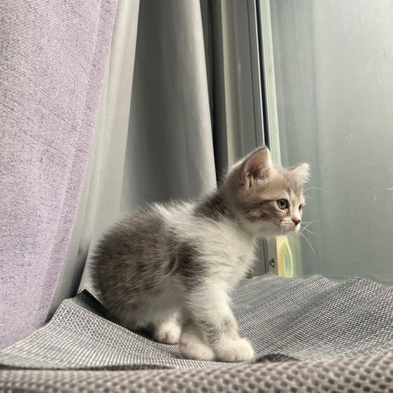 สกอตติส รูปที่ 3