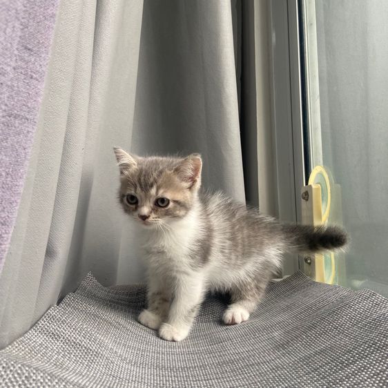 สกอตติส รูปที่ 11