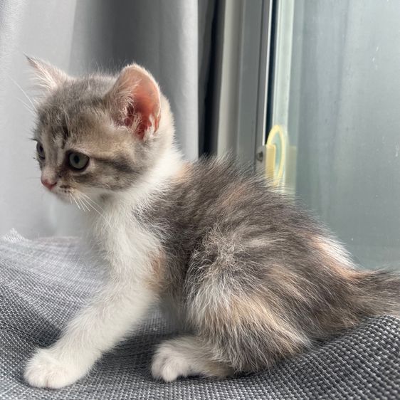 สกอตติส ขนสั้น รูปที่ 2