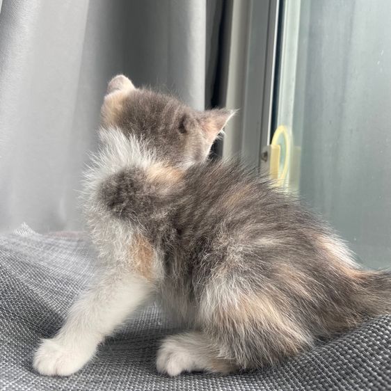 สกอตติส ขนสั้น รูปที่ 9