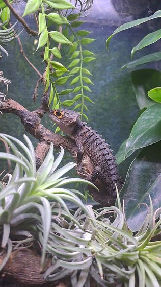 RED EYE - SKINK LIZARD รูปที่ 2