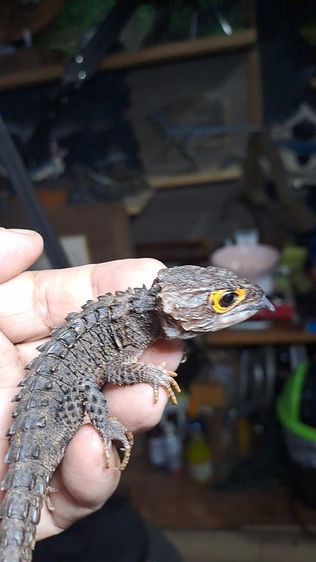 RED EYE - SKINK LIZARD รูปที่ 3