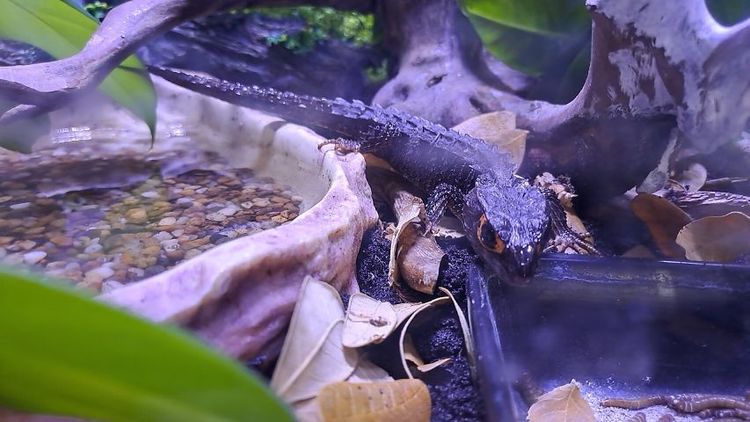 RED EYE - SKINK LIZARD รูปที่ 6