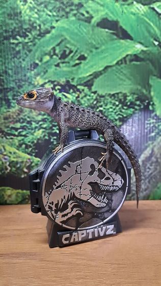 RED EYE - SKINK LIZARD รูปที่ 7