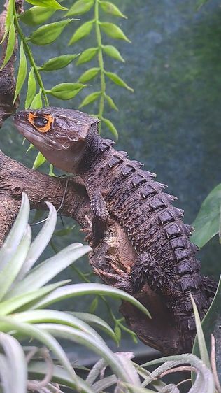 RED EYE - SKINK LIZARD