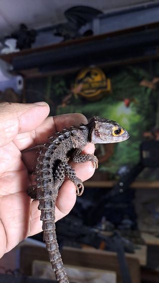RED EYE - SKINK LIZARD รูปที่ 8