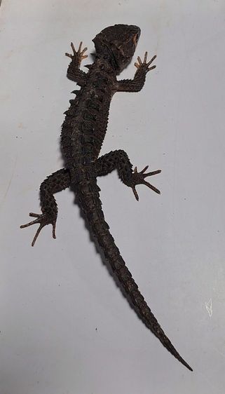 RED EYE - SKINK LIZARD รูปที่ 4