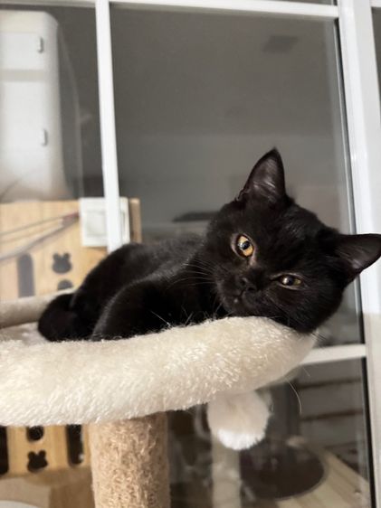 บริติช ชอร์ตแฮร์ (British Shorthair) บริติชช๊อตแฮร์ หญิง