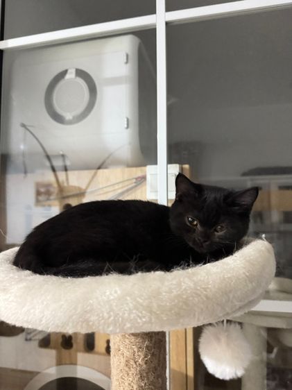 บริติชช๊อตแฮร์ หญิง รูปที่ 4