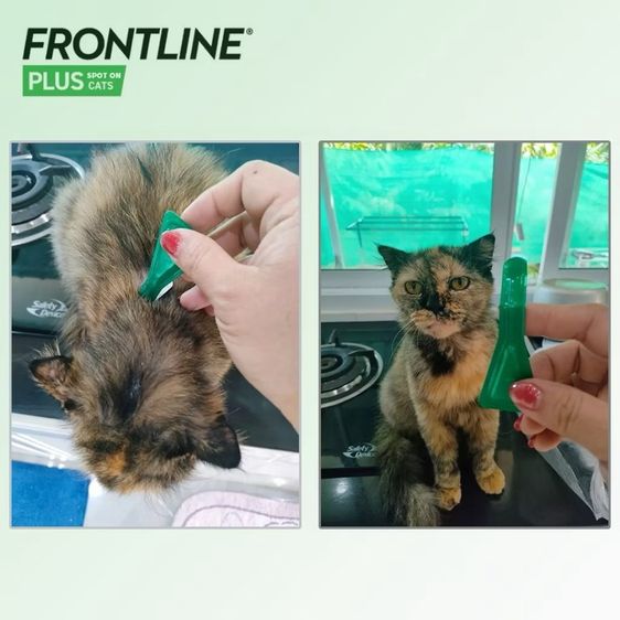 🐱ยาหยอดกำจัดหมัดแมว FRONTLINE PLUS CAT สำหรับแมว รูปที่ 8