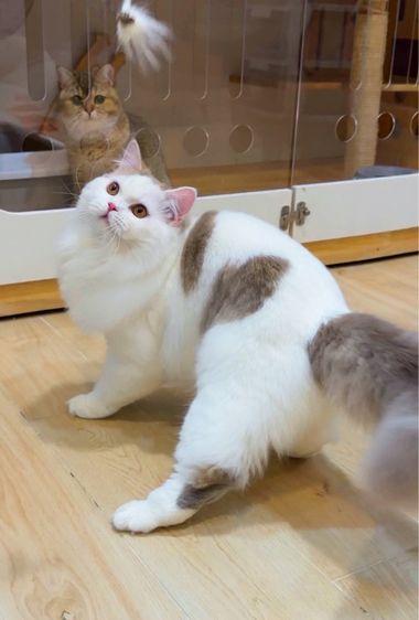 แมวสก๊อตติช รูปที่ 4