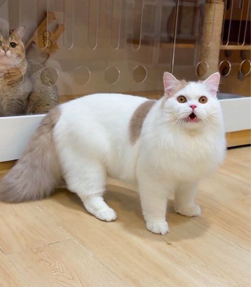 แมวสก๊อตติช รูปที่ 5