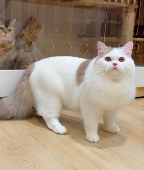 แมวสก๊อตติช รูปที่ 3