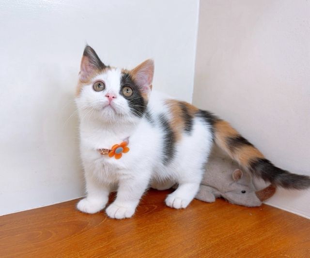 แมวขาสั้น แมวมันช์กิ้น สวย น่ารักฟุดๆ รูปที่ 5