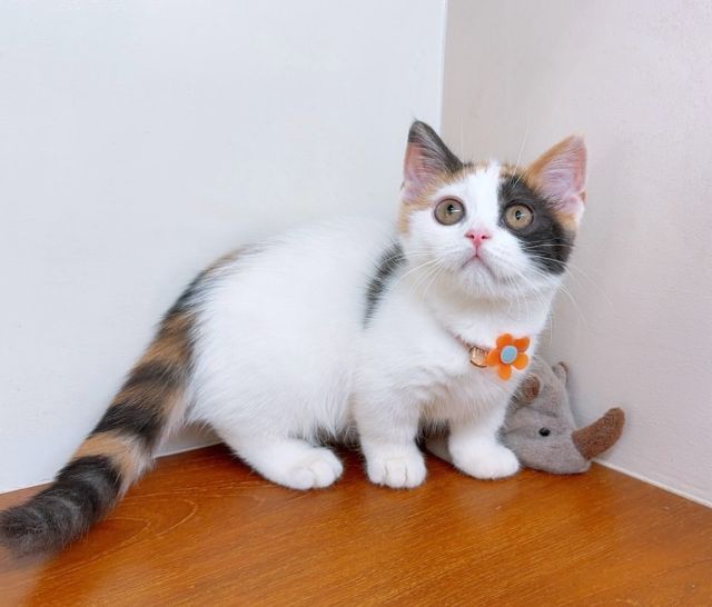 แมวขาสั้น แมวมันช์กิ้น สวย น่ารักฟุดๆ รูปที่ 8