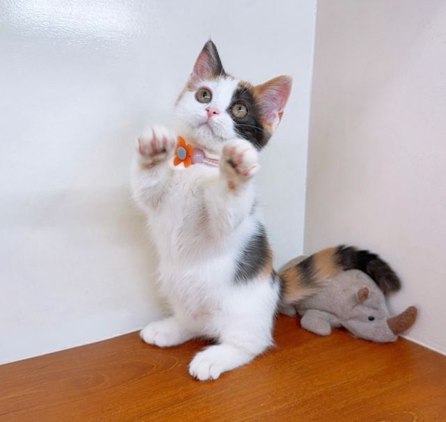 แมวขาสั้น แมวมันช์กิ้น สวย น่ารักฟุดๆ รูปที่ 7