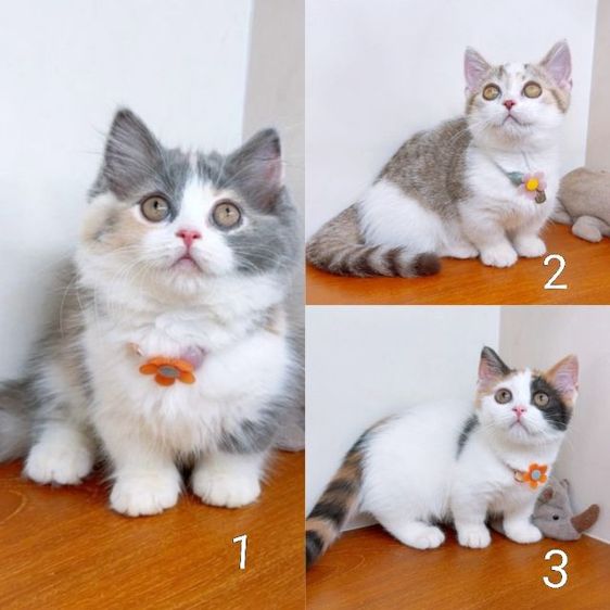 มันช์กิ้น (Munchkin) แมวขาสั้น แมวมันช์กิ้น สวย น่ารักฟุดๆ