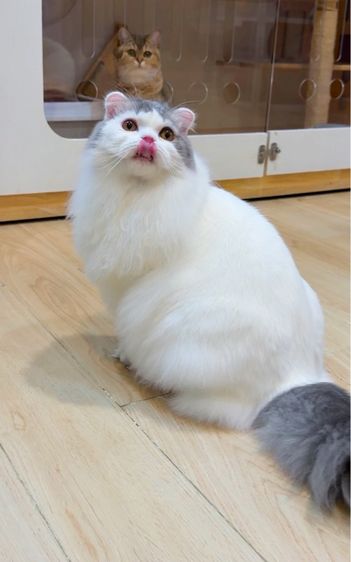 แมวสก๊อตติชโฟลด์ รูปที่ 5