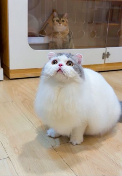 แมวสก๊อตติชโฟลด์ รูปที่ 3